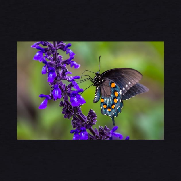 Pipevine Swallowtail Butterfly on Purple Flowers by Debra Martz